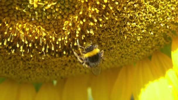 Bumblebee on blooming sunflower — Stock Video