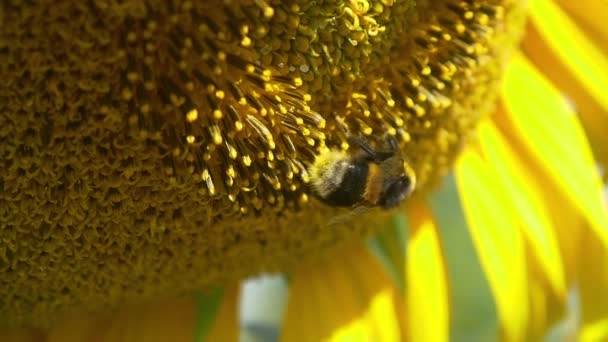Bourdon sur tournesol en fleurs 