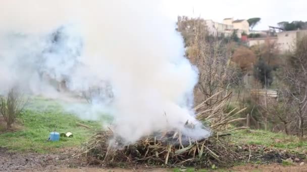 燃烧在花园里的植物 — 图库视频影像