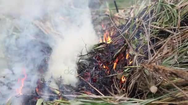 Bruciare le piante in giardino — Video Stock