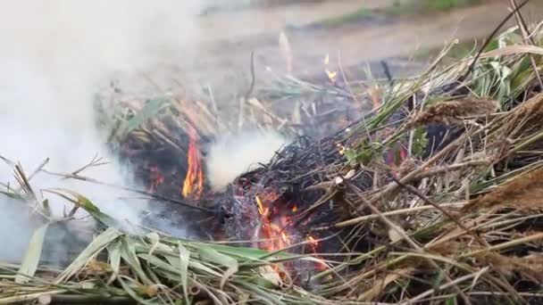 Bruciare le piante in giardino — Video Stock