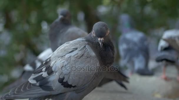 Pigeons in urban environment — Stock Video
