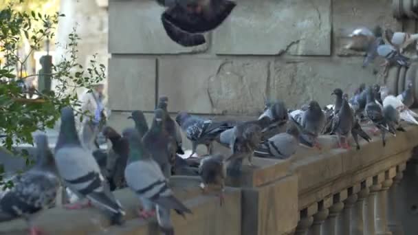 Pigeons in urban environment — Stock Video