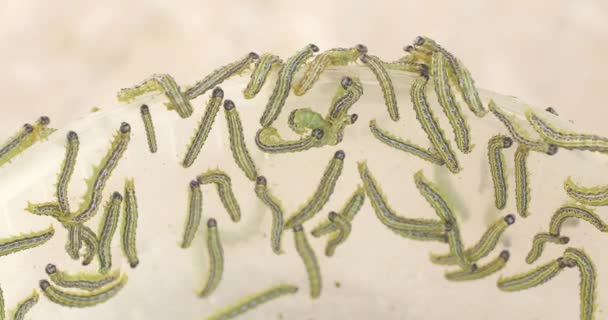 Group of green caterpillars — Stock Video