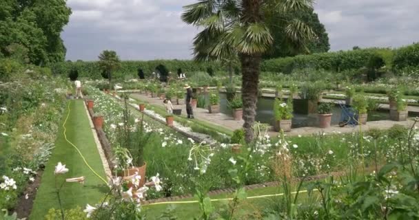 Londen Engeland Juni 2017 Tuinman Werken Lady Diana Memorial Garden — Stockvideo