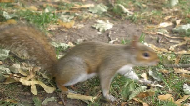 Rode Eekhoorn Park Nieuwsgierig Kijken Voedsel Zoeken Grijze Zoogdier Close — Stockvideo