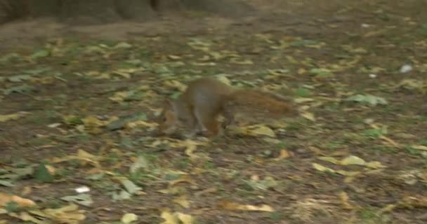 Rotes Eichhörnchen Park Neugierig Beobachtend Und Auf Nahrungssuche Graue Säugetiere — Stockvideo