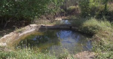 bitkiler etrafında küçük gölet