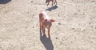 pigpen çiftlikte küçük domuzlar 