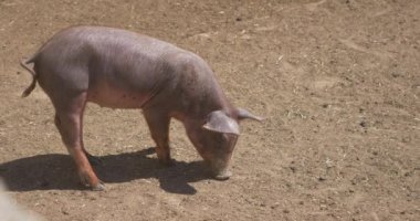 pigpen çiftlikte küçük domuzlar