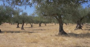 zeytin ağacı organik tarım şube ve ağaçlar  