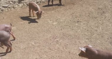 pigpen çiftlikte küçük domuzlar