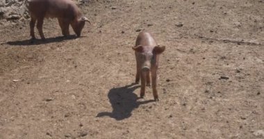 pigpen çiftlikte küçük domuzlar