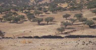 Bir çiftlikte inekler ile tanınmaz cowboys