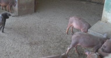 pigpen çiftlikte küçük domuzlar 
