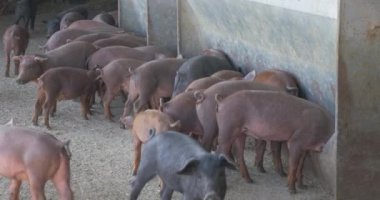 pigpen çiftlikte küçük domuzlar 