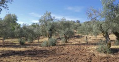 zeytin ağacı organik tarım şube ve ağaçlar