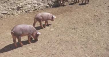 pigpen çiftlikte küçük domuzlar