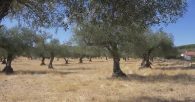 zeytin ağacı organik tarım şube ve ağaçlar  