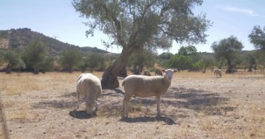 Kırsal arka planda çim yeme koyun