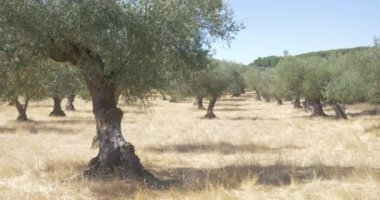 zeytin ağacı organik tarım şube ve ağaçlar  