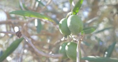 zeytin ağacı organik tarım şube ve ağaçlar  