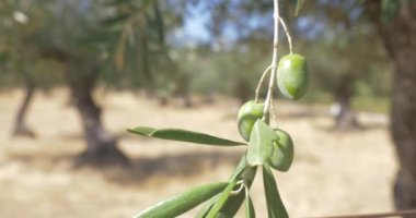 zeytin ağacı organik tarım şube ve ağaçlar 