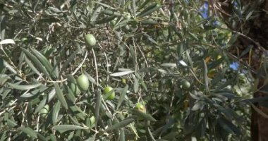 zeytin ağacı organik tarım şube ve ağaçlar   