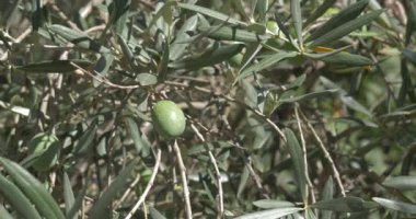 zeytin ağacı organik tarım şube ve ağaçlar   