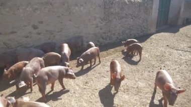 pigpen çiftlikte küçük domuzlar 