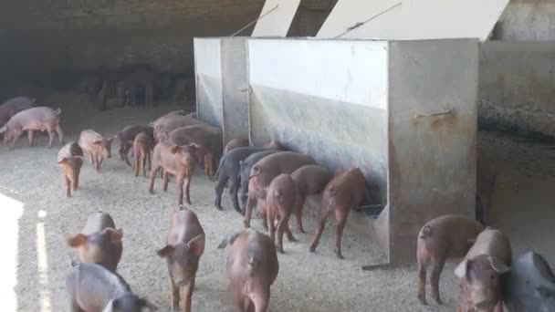 Kleine Schweine Schweinestall Auf Bauernhof — Stockvideo