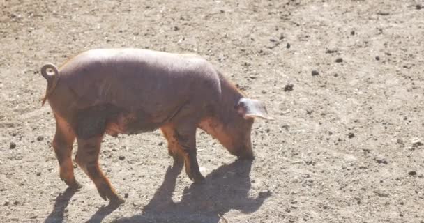 Small Pigs Pigpen Farm — Stock Video