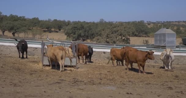 Toros Pastando Granja — Vídeo de stock