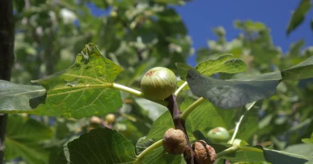 Green Figs Tree Close — Stock Video