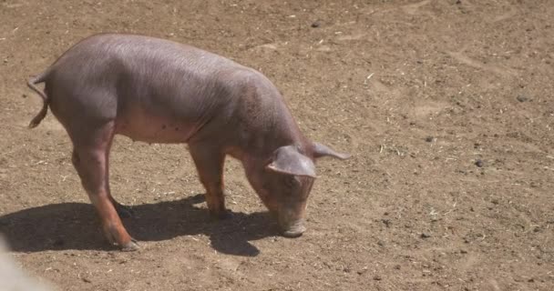 malá prasata v chlívku na farmě