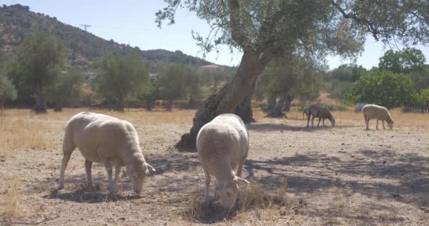 Ovejas Comiendo Pasto Medio Rural — Vídeos de Stock
