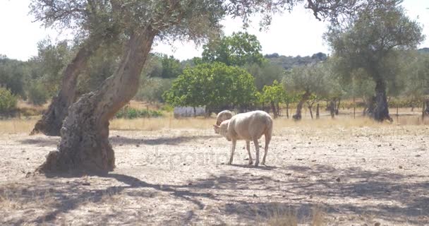 Ovelhas Comendo Grama Fundo Rural — Vídeo de Stock