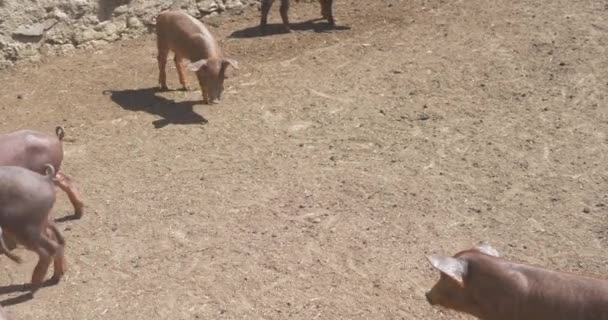 Porcos Pequenos Pigpen Fazenda — Vídeo de Stock