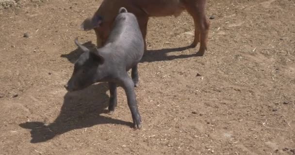 Porcos Pequenos Pigpen Fazenda — Vídeo de Stock