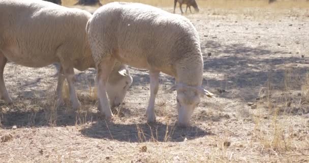 Schapen Eten Gras Plattelandsachtergrond — Stockvideo