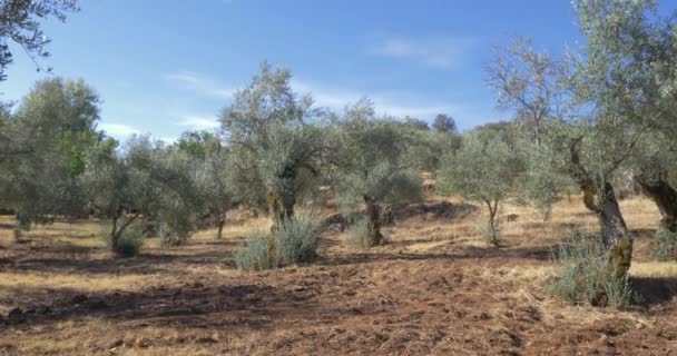 Olivo Agricultura Ecológica Ramas Árboles — Vídeos de Stock