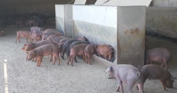 Kleine Varkens Het Varkenshok Boerderij — Stockvideo