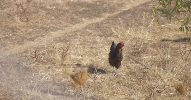 Black Chickens Walking Food — Stock Video