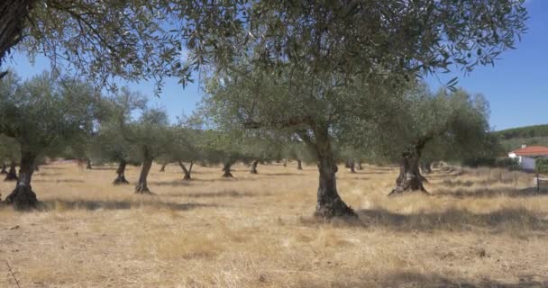 橄榄树有机农场树枝和树 — 图库视频影像