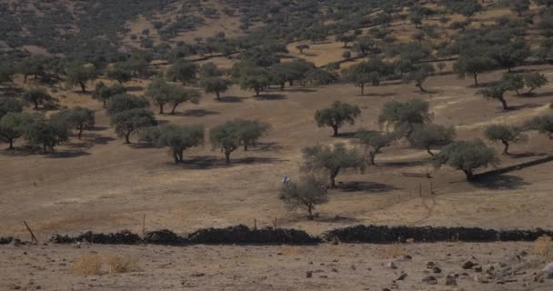 Güzel Zeytin Ağacı Organik Tarım Kırsal Arka Plan — Stok video