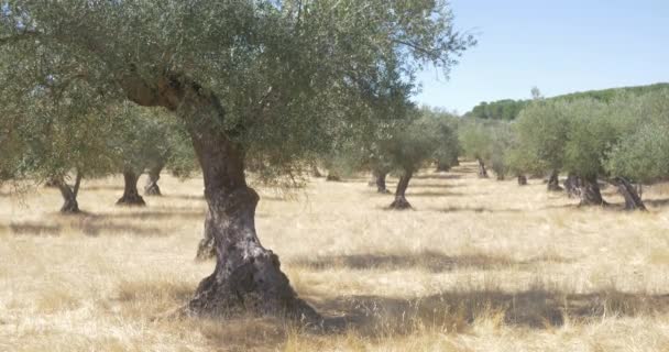 Olivträdet Ekologisk Gård Grenar Och Träd — Stockvideo