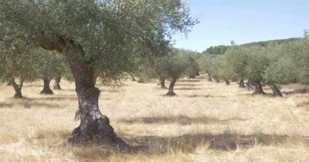 Olivenbaum Biobauernhof Äste Und Bäume — Stockvideo