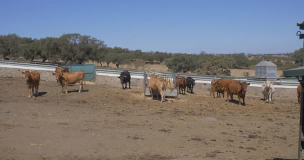 Toros Pastando Granja — Vídeo de stock