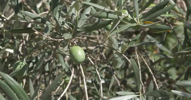 Olivo Rama Granja Orgánica Árboles — Vídeo de stock