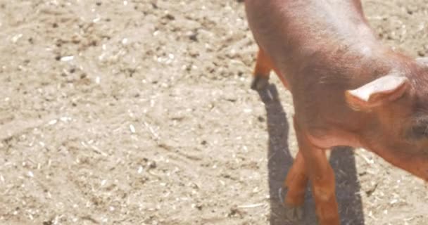 Kleine Schweine Schweinestall Auf Bauernhof — Stockvideo